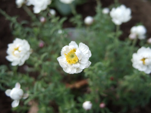 花かんざし